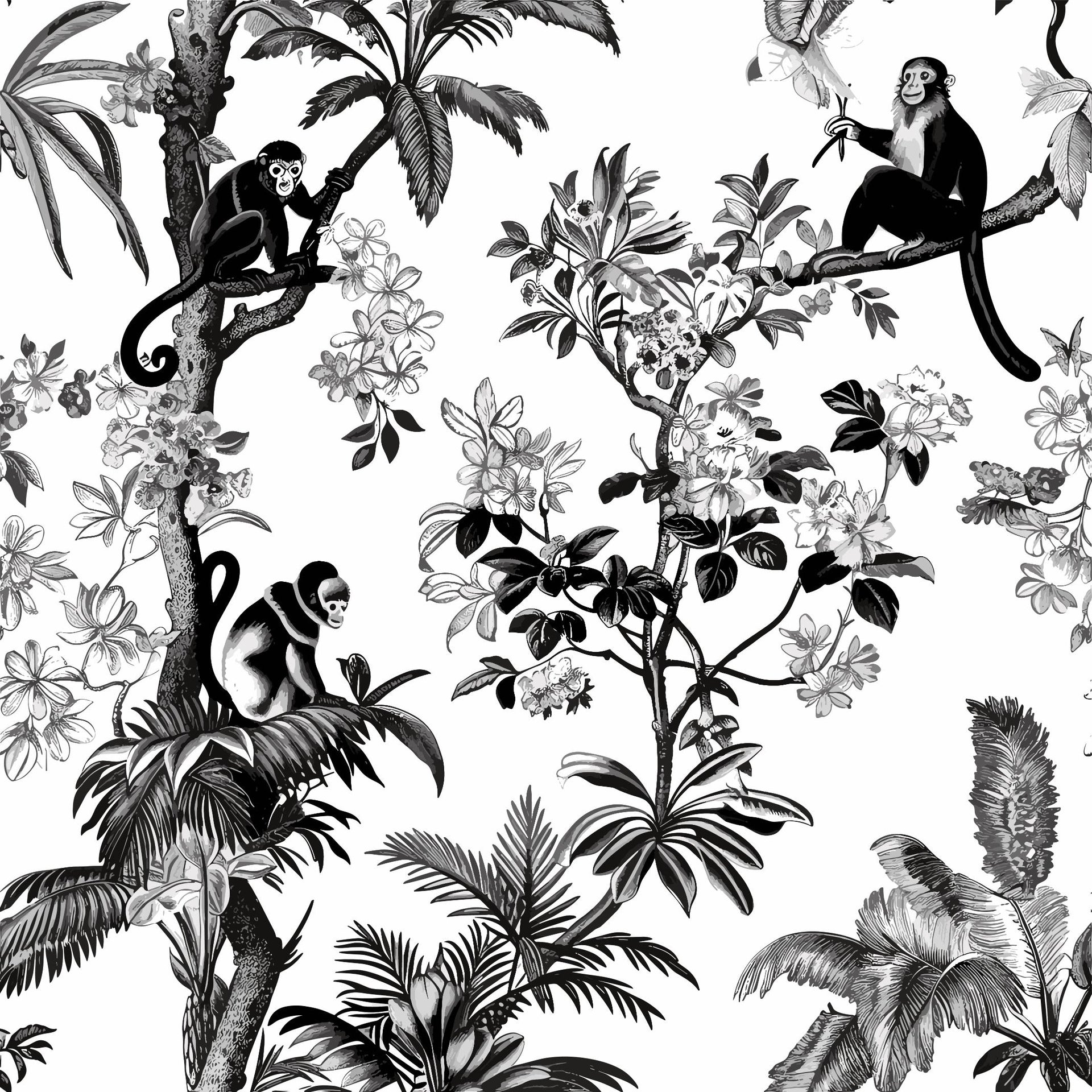Black and White Jungle Monkey