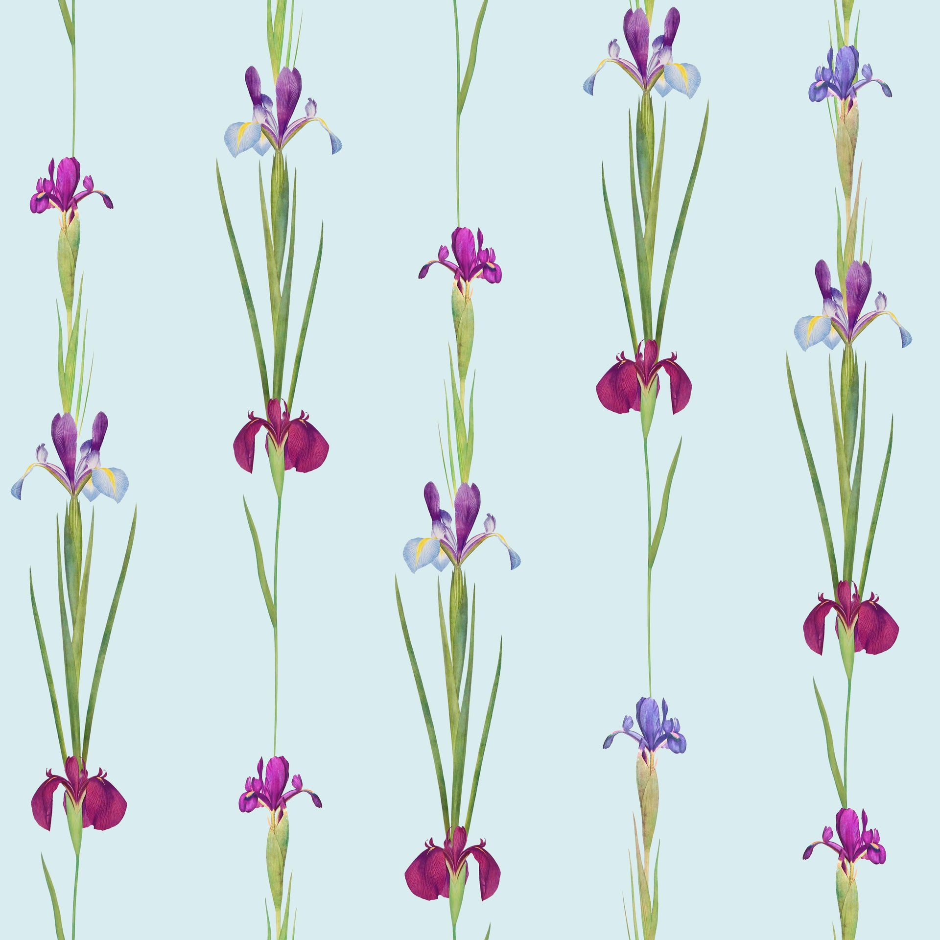 Elegant Purple Irises