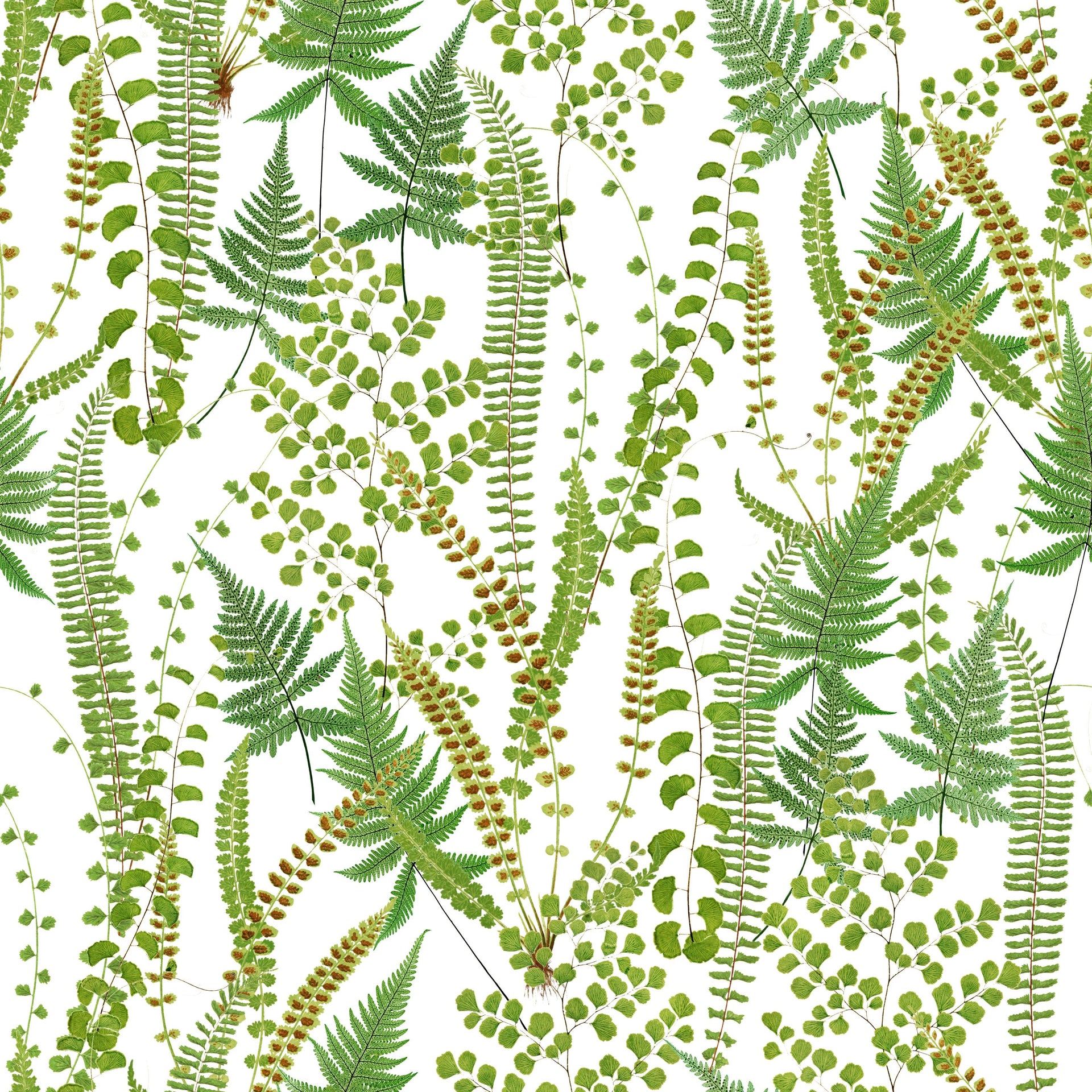 Forest Plants