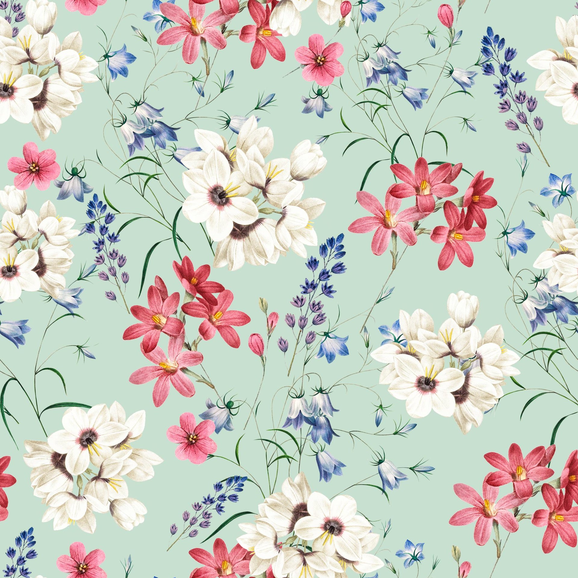 Spring Bloom - Tomono