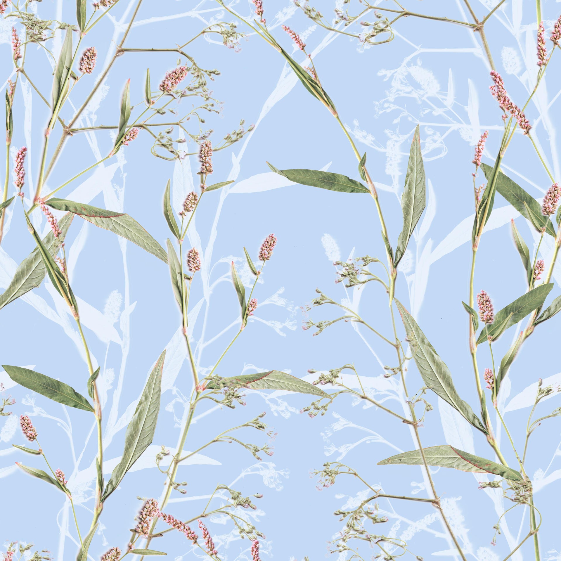 Summer Plants