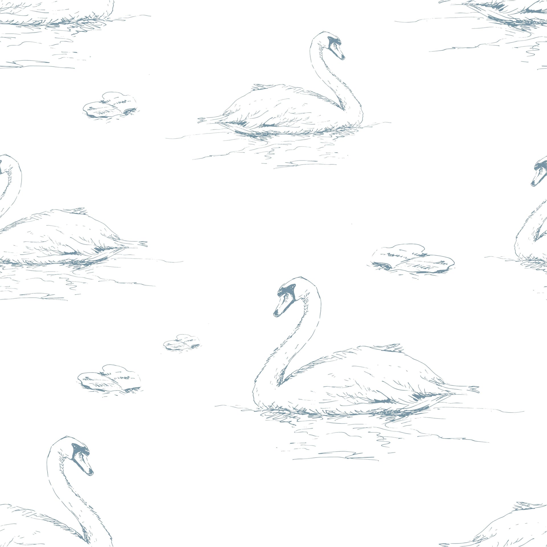 Swimming Swans