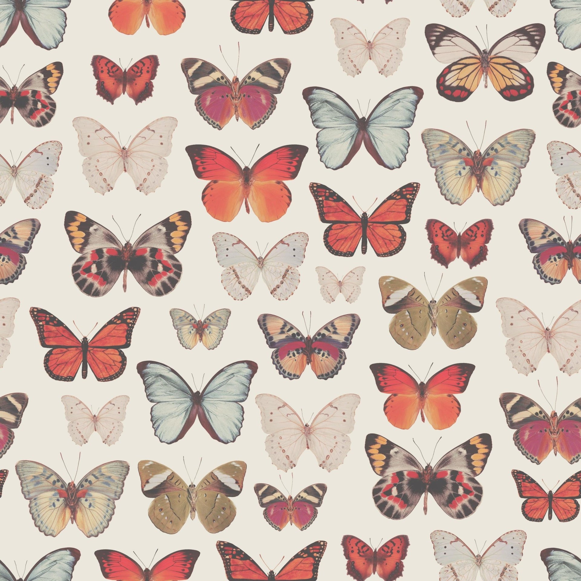 Vintage Butterfly - Tomono