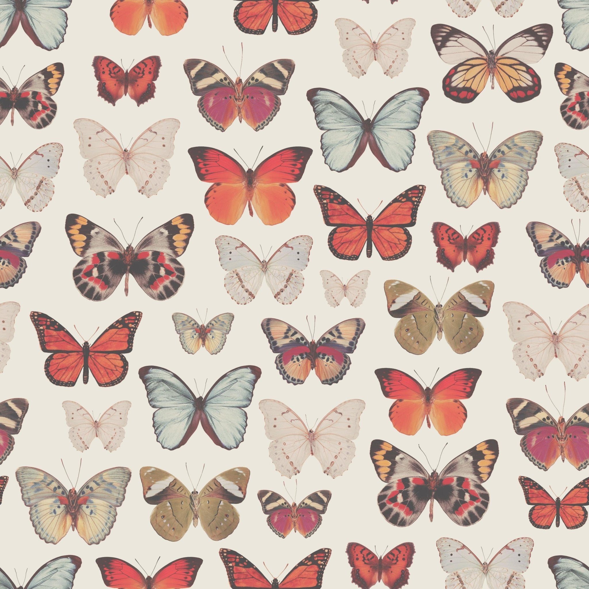 Vintage Butterfly - Tomono